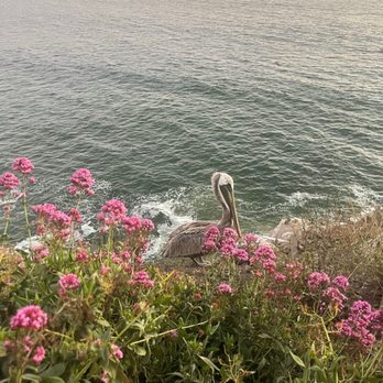 Pismo Beach - Good morning Pismo! - Beaches Near Me - Pismo Beach, California Pismo Beach - Good morning Pismo! - Beaches Near Me - Pismo Beach, California