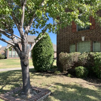 Southern Clean - a tree in front of a house - Tree Services Near Me