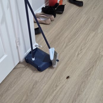 Pacific Place Apartments - I've killed 5 of these monsters in the first month. - Apartments Near Me - Los Angeles, California Pacific Place Apartments - I've killed 5 of these monsters in the first month. - Apartments Near Me - Los Angeles, California