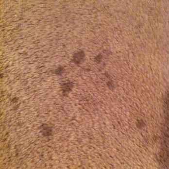 Stainmasters Carpet Cleaning - 15 mins after they cleaned my carpet! Rip Off!!! - Carpeting Near Me Stainmasters Carpet Cleaning - 15 mins after they cleaned my carpet! Rip Off!!! - Carpeting Near Me