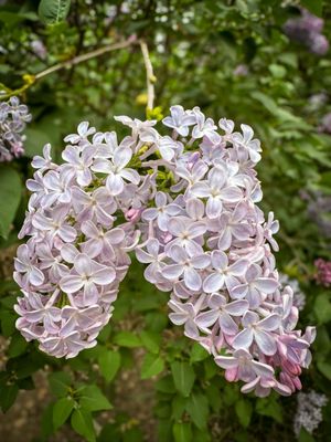 Descanso Gardens by null