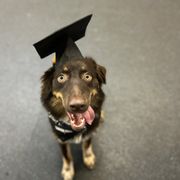 PACK PLACE K9 - Updated February 2026 - 54 Photos & 30 Reviews