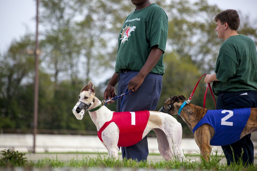 MOBILE GREYHOUND PARK Updated September 2024 12 Photos 7101 Old