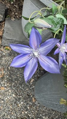 Pioneer Works by null