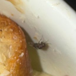 Bug in Salad