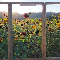 Harvold Berry Farm