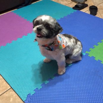 Bubbles Dog Grooming - After being groomed by them back in January this is the cut I wanted on him and used for reference. - Pet Groomers Near Me - Katy, Texas