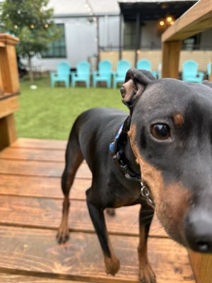 Neighbors Dog Park & Cafe by null