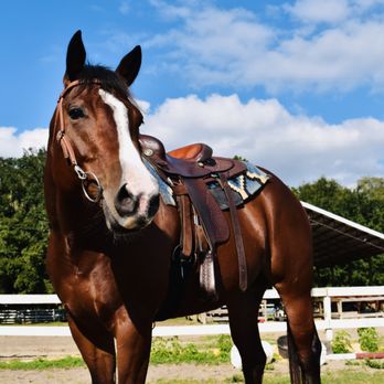 Red Gate Farms - RV Resort - Charlie, one of our long time residents at the Equestrian Center - RV Parks Near Me - Savannah, Georgia Red Gate Farms - RV Resort - Charlie, one of our long time residents at the Equestrian Center - RV Parks Near Me - Savannah, Georgia