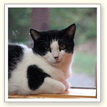 Carlton Van Horn, DVM - Veterinarians Near Me - Murphy, North Carolina