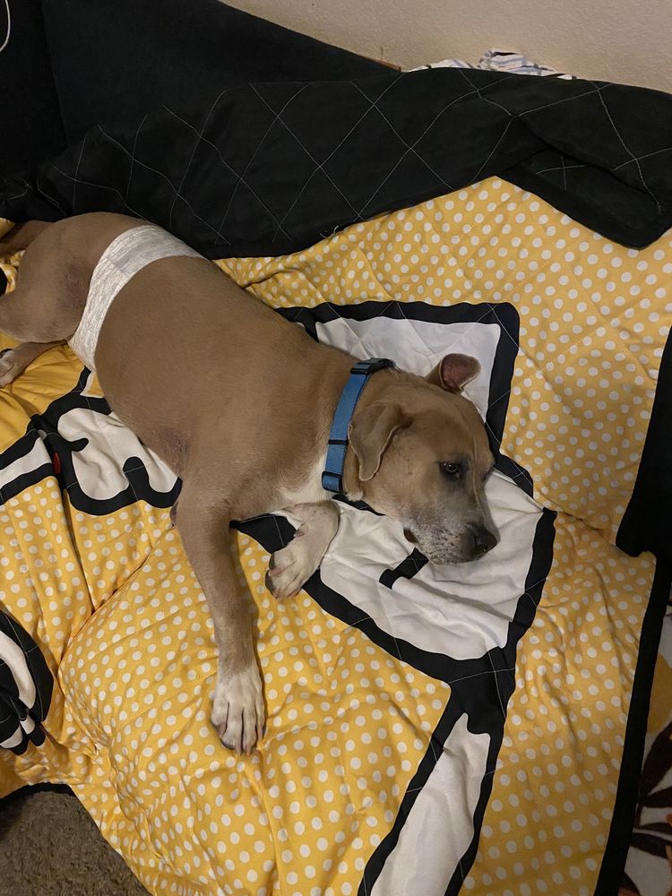 ANIMAL MEDICAL CENTER OF SURPRISE Updated September 2024 53 Photos & 110 Reviews 13839 W