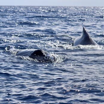 Ultimate Whale Watch & Snorkel - Baby on the left, mom on right swimming towards us! - Whale Watching Tours Near Me - Lahaina, Hawaii Ultimate Whale Watch & Snorkel - Baby on the left, mom on right swimming towards us! - Whale Watching Tours Near Me - Lahaina, Hawaii