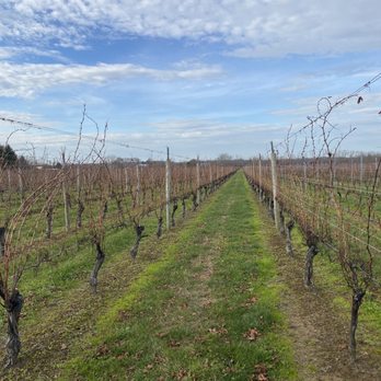 Ospreys Dominion Vineyards - The vines - Wineries Near Me - Peconic, New York Ospreys Dominion Vineyards - The vines - Wineries Near Me - Peconic, New York