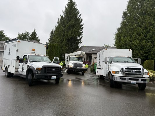 Western Hemlock Tree & Stump Service on Yelp