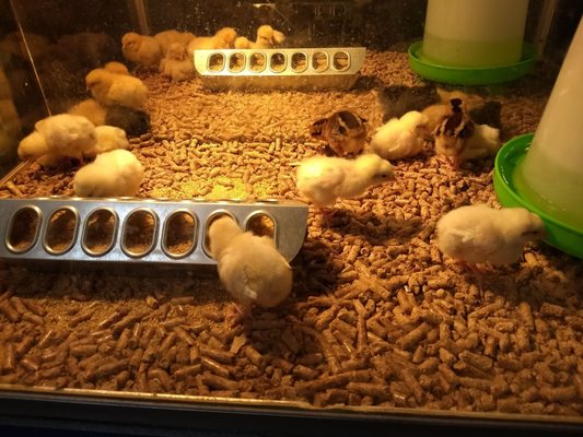 Western Feed Pet Supply 86 Photos 133 Reviews Pet Stores 1600 34th St Sacramento Ca United States Phone Number