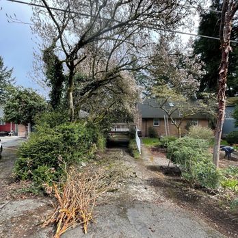 Angel AG Landscaping - (Before) Driveway was covered with flower petals, long branches, leaves, moss along driveway - Landscaping Near Me