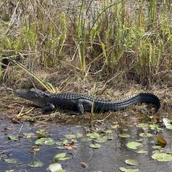 West Palm Beach Airboat Rides