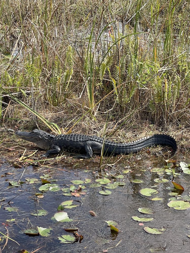 West Palm Beach Airboat Rides