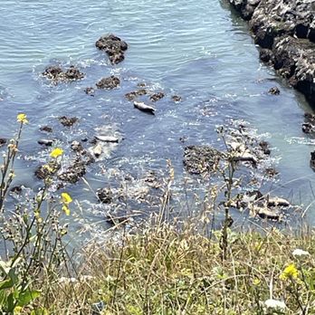 Yaquina Head Lighthouse - View of the seals/sea lions below - Landmarks & Historical Buildings Near Me - Newport, Oregon Yaquina Head Lighthouse - View of the seals/sea lions below - Landmarks & Historical Buildings Near Me - Newport, Oregon