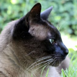 Tierpension Huttner - Tomeu