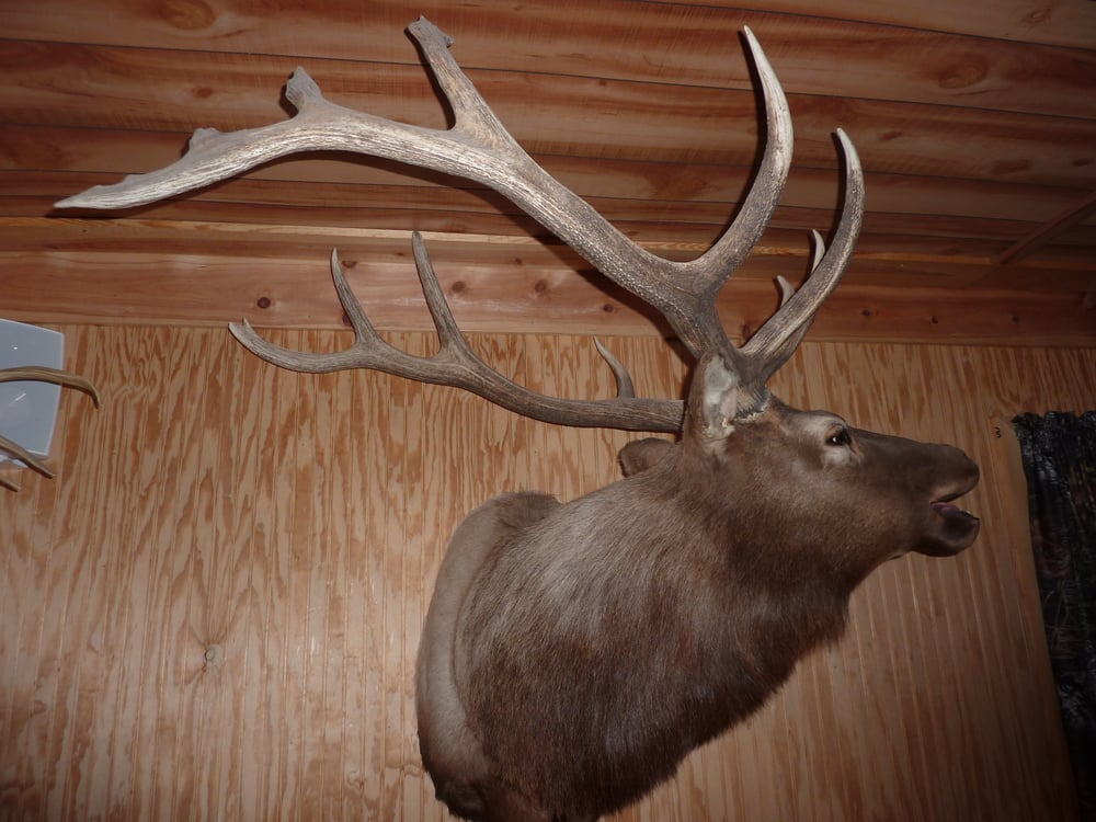 Tucson Taxidermy - taxidermy in Tucson, AZ