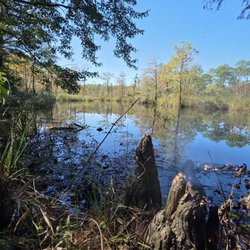 Mississippi Sandhill Crane National Wildlife Refuge - More Bayou