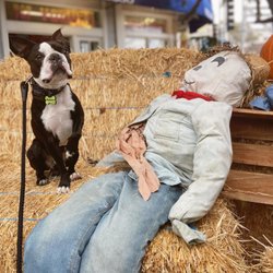 Marvel K9 Dog Training Academy