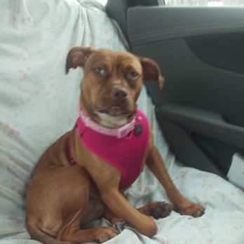 Dear Pet Memorial Park - Mimi the Rescued Princess - Pet Cremation Services Near Me - Bensalem, Pennsylvania