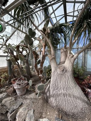 Buffalo and Erie County Botanical Gardens by null