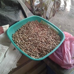 Flores y Semillas, Fábrica de Cacahuate - Los cacahuates