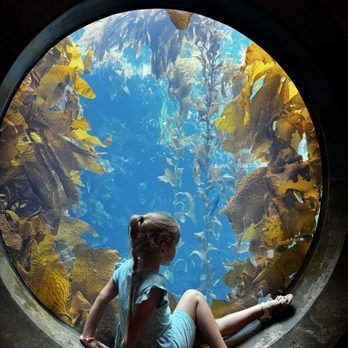 Monterey Bay Aquarium - Kelp Forrest - Aquariums Near Me - Monterey, California