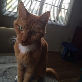 Albuquerque Cat Clinic - Busters on the mend! - Veterinarians Near Me - Albuquerque, New Mexico