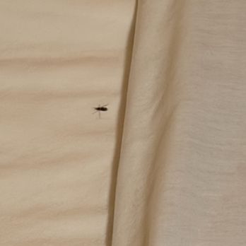 El Patio Inn - Bugs in bed - Hotels Near Me - Studio City, California