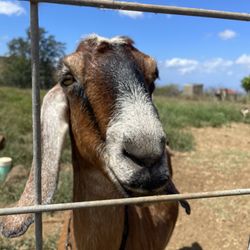 Haleakala Creamery - My buddy!!