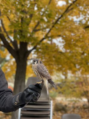The Peregrine Fund's World Center For Birds of Prey by null