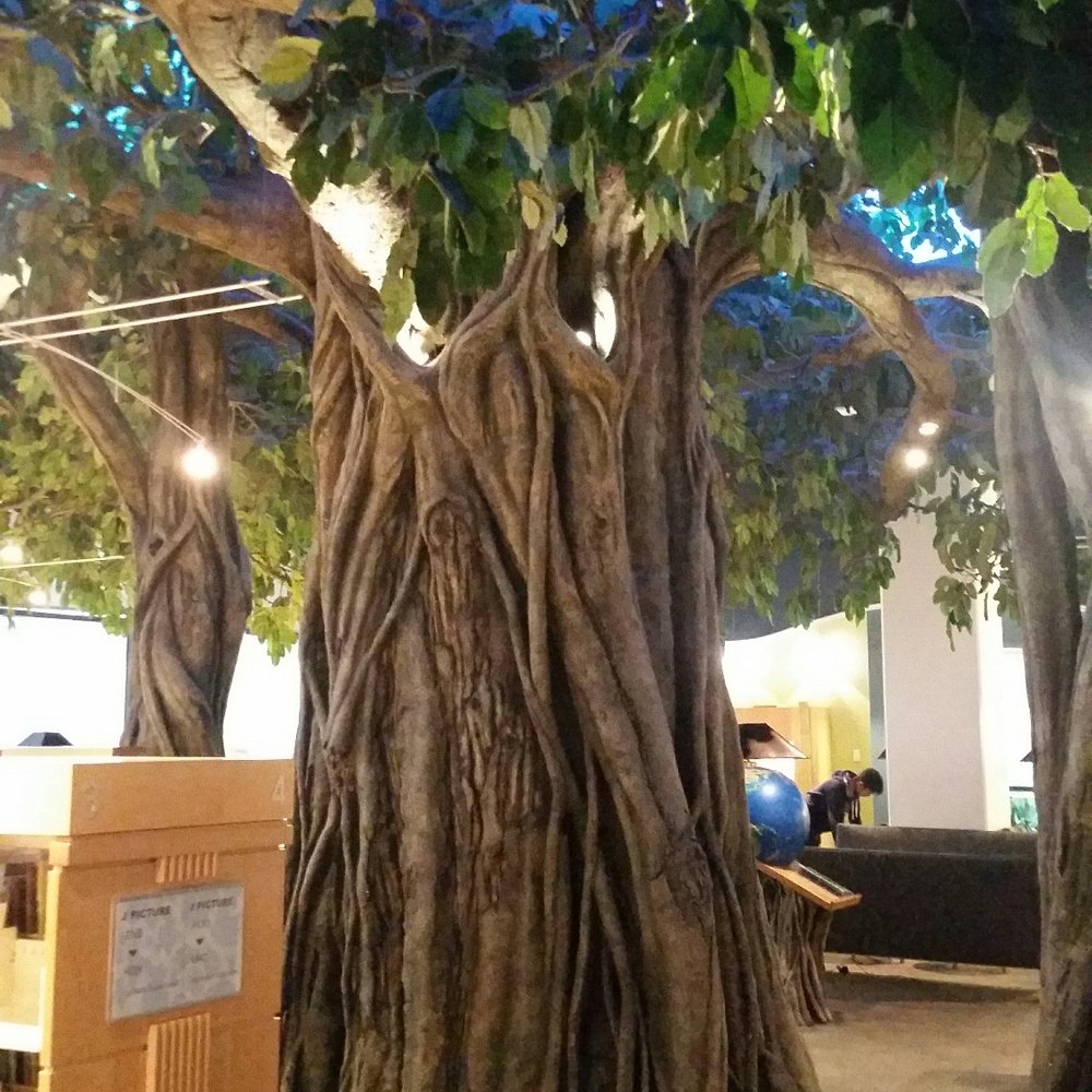 Cerritos Library - Huge tree inside children's library - Libraries Near Me - Cerritos, California Cerritos Library - Huge tree inside children's library - Libraries Near Me - Cerritos, California