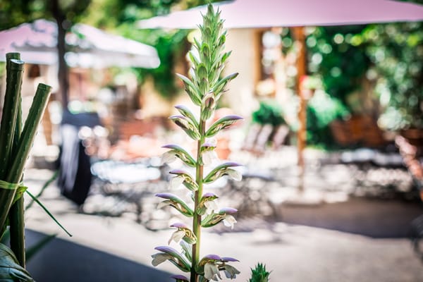 Bockenheimer Weinstube by null