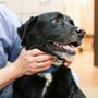 Photo of Fourmile Veterinary Clinic