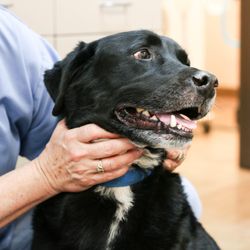 Fourmile Veterinary Clinic - At Fourmile Veterinary Clinic, we believe every pet deserves to get the quality attention and medical care that will provide ...