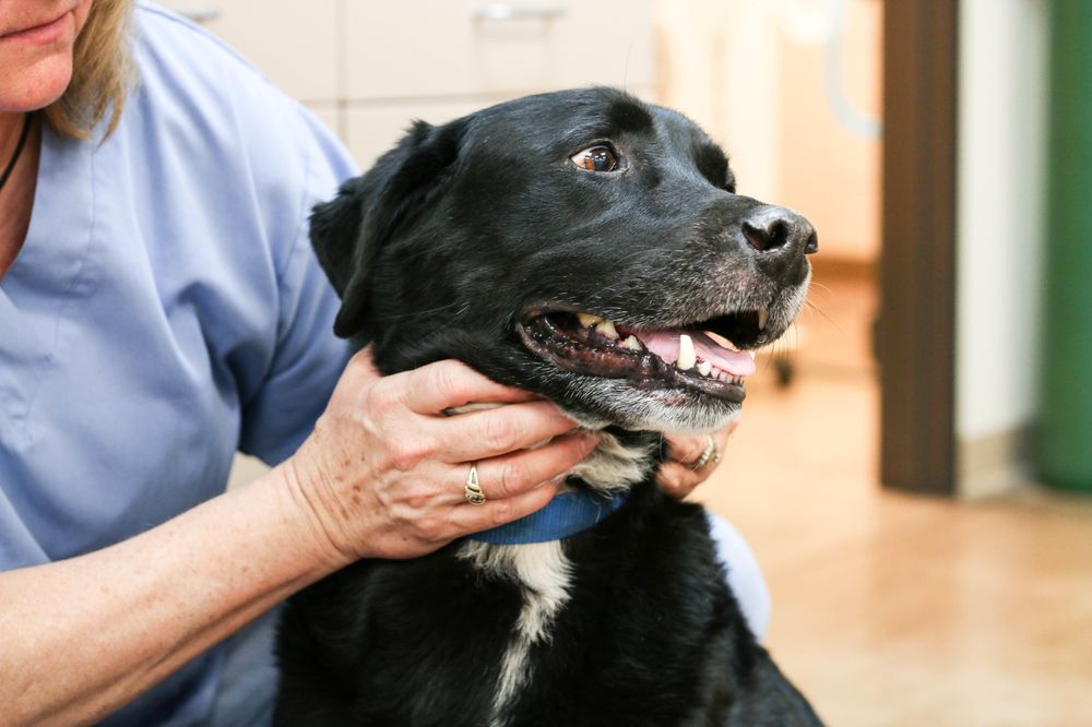 FOURMILE VETERINARY CLINIC with reviews Updated September 2024 32