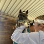 Photo of Temeku Equine