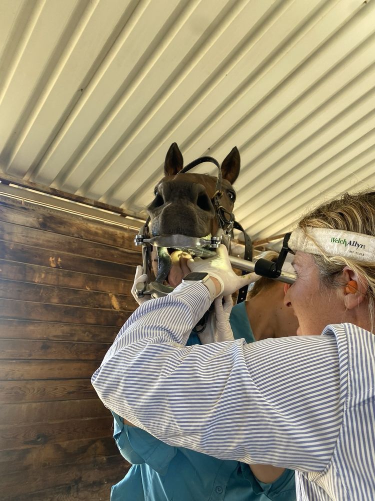 TEMEKU EQUINE Updated September 2024 14 Reviews 43250 Los