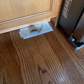 South Side Stories Property Management - Mouse caught in May - Property Management Near Me - Chicago, Illinois South Side Stories Property Management - Mouse caught in May - Property Management Near Me - Chicago, Illinois