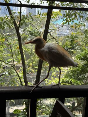KL Bird Park by null