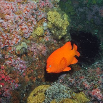 Marissa Charters - Scuba Diving Near Me - San Diego,, California