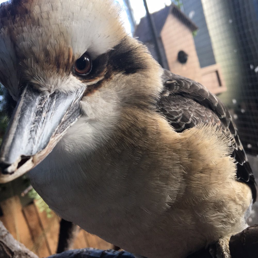 Bird Kingdom - Hornbill - Zoos Near Me - Niagara Falls, Ontario