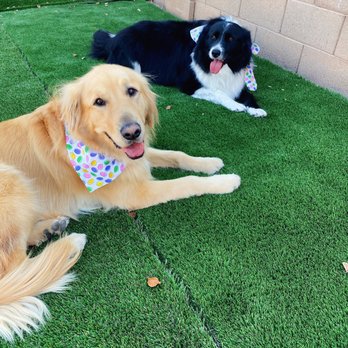 Margo's Pet Spa - Handsome cuts on these boys! - Pet Groomers Near Me - Surprise, Arizona Margo's Pet Spa - Handsome cuts on these boys! - Pet Groomers Near Me - Surprise, Arizona