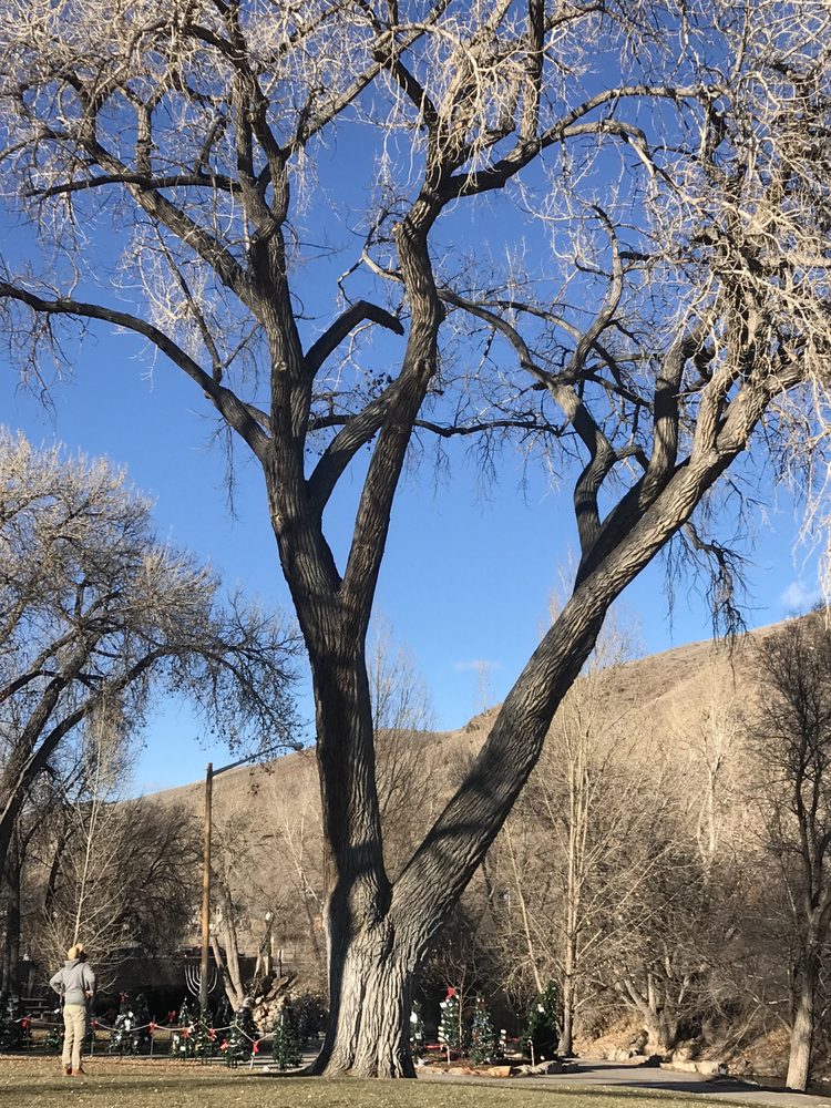 Canopy Tree Colorado - tree service in Larkspur, CO