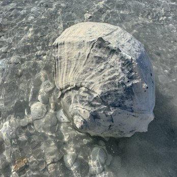 Odyssey Cruises - Monster whelk - Boating Near Me - Tarpon Springs, Florida Odyssey Cruises - Monster whelk - Boating Near Me - Tarpon Springs, Florida
