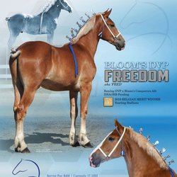 Kazanha Equestrian